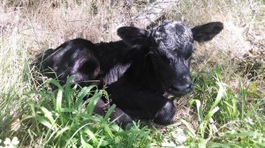 calf