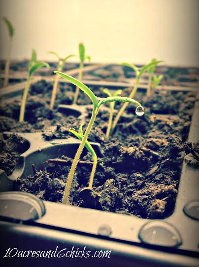 Renew & Refresh Starting A Garden From Seeds